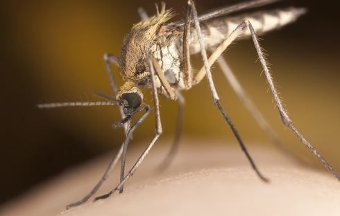 Mosquito on arm image