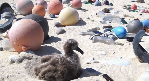 Albatross chicks with amid plastic on the beach