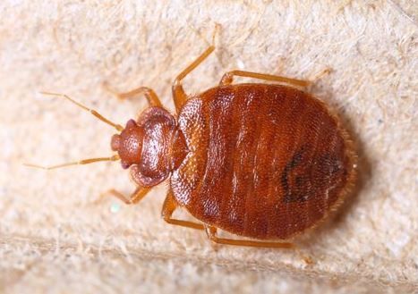 Bed bugs image