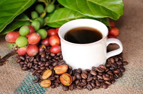 Coffee Pests & Pesticides image
