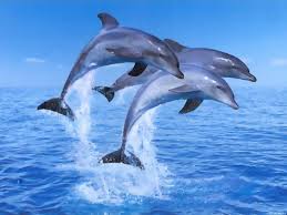 Dolphins in the Sea