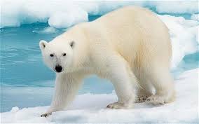 Adult Polar Bear