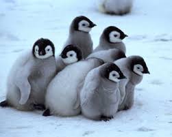 Group on Baby Penguins