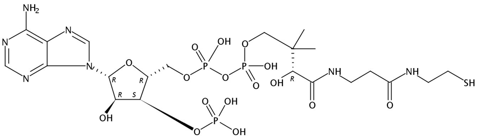 Picture of Coenzyme A free acid, 500mg